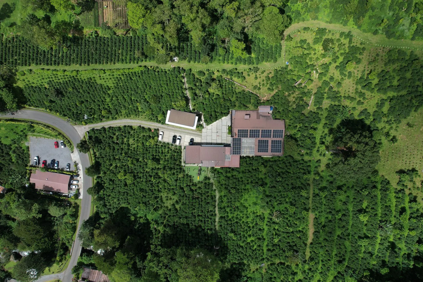 Chiriquí, Boquete, Panama - Altieri Geisha DILGO Lot | Washed