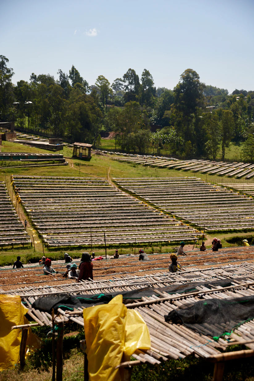 Qunqana, Sidama, Ethiopia - Qunqana Heirloom | Washed