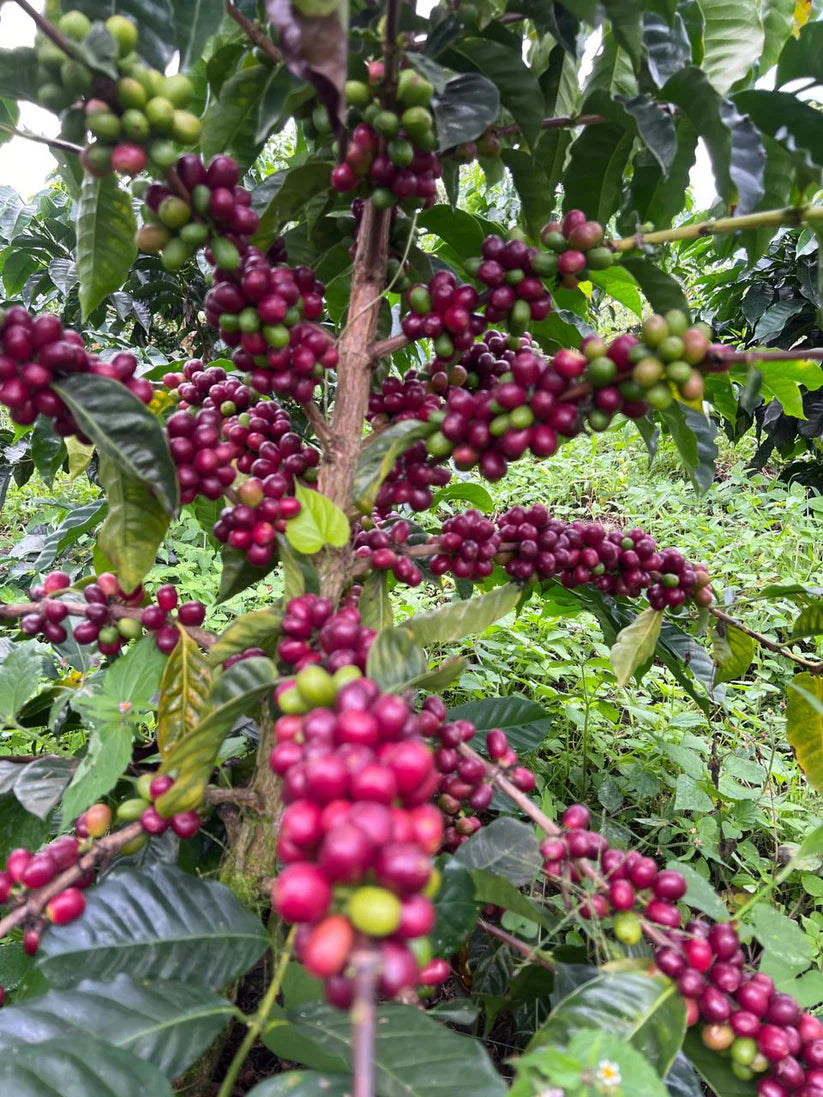 Buenos Aires, Norino, Colombia - La Guadua Geisha Lot #1 | Washed