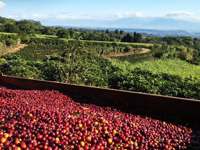 Alejo Castro, West Valley, Costa Rica - Volcan Azul SL34 | Anaerobic Natural