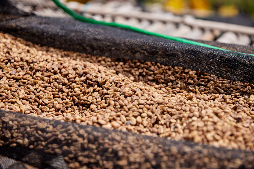 Qunqana, Sidama, Ethiopia - Qunqana Heirloom | Washed