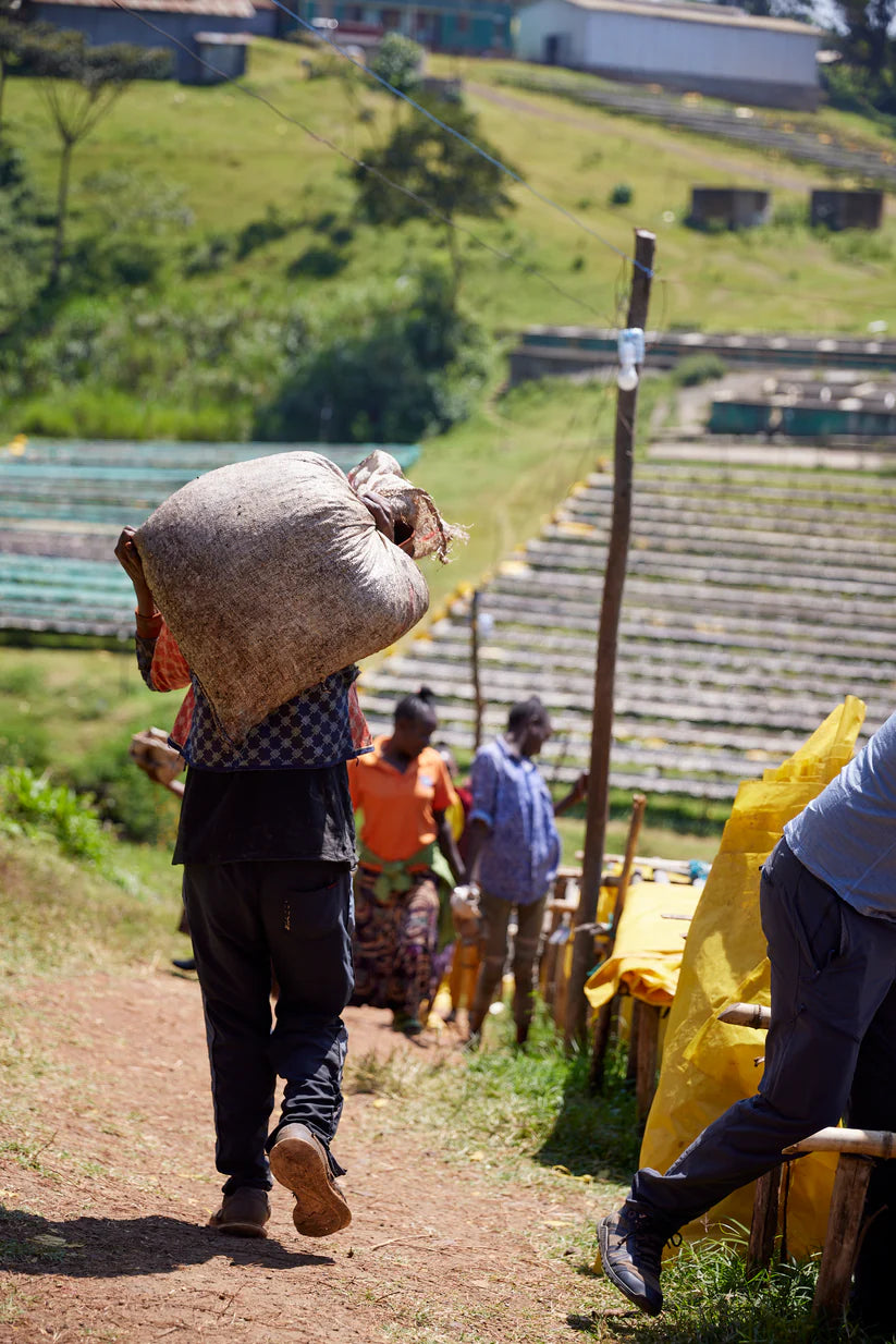 Qunqana, Sidama, Ethiopia - Qunqana Heirloom | Washed