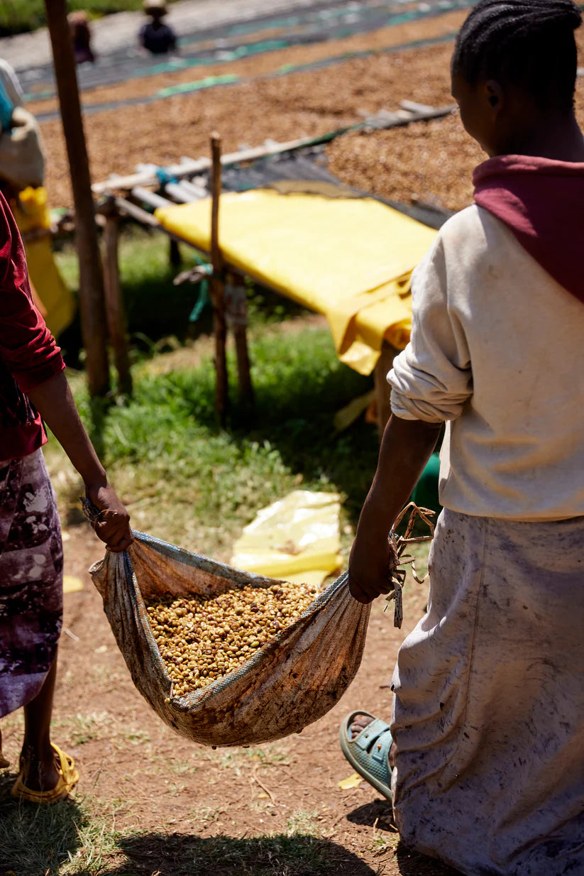 Qunqana, Sidama, Ethiopia - Qunqana Heirloom | Washed