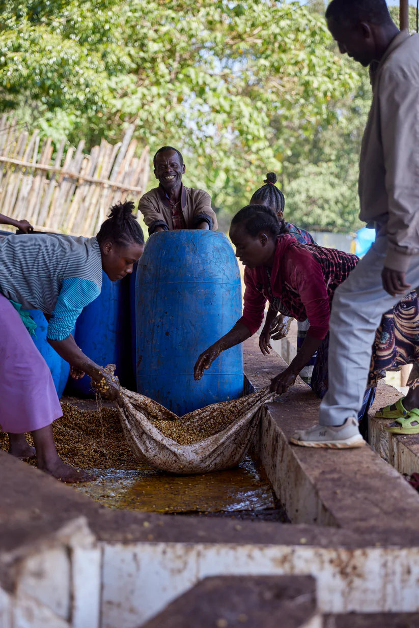 Qunqana, Sidama, Ethiopia - Qunqana Heirloom | Washed