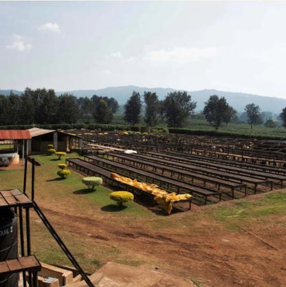 Arusha Region, Tanzania -  Gaia Estate Gesha | Spring Water Washed