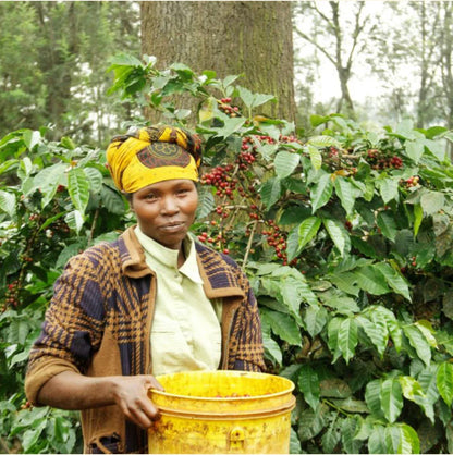 Arusha Region, Tanzania -  Gaia Estate Gesha | Spring Water Washed