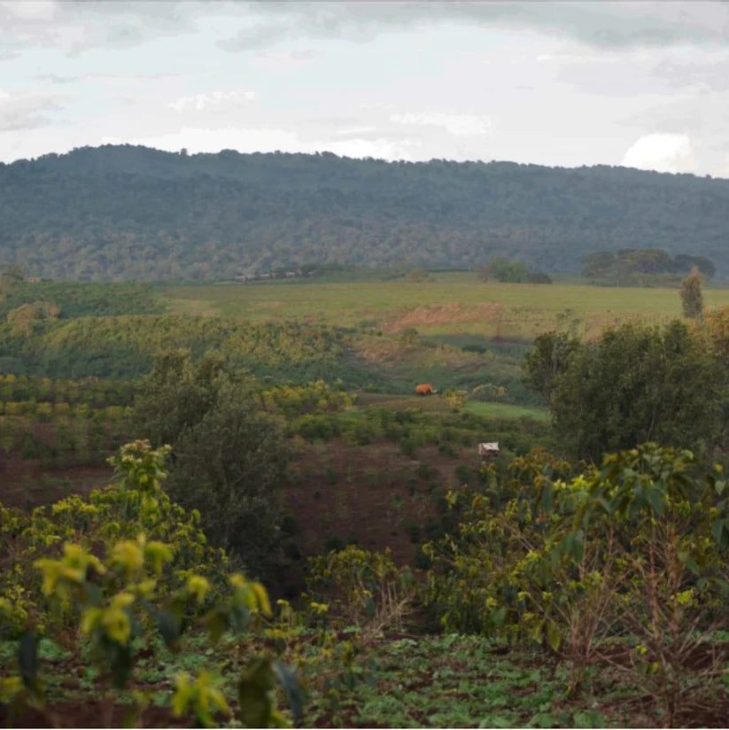 Arusha Region, Tanzania -  Gaia Estate Gesha | Spring Water Washed