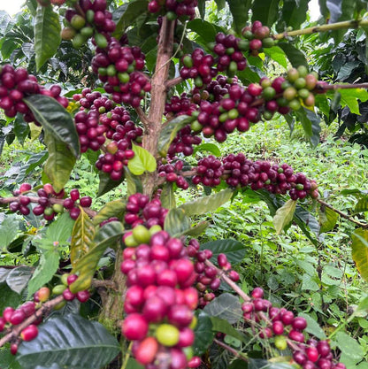 Buenos Aires, Norino, Colombia - La Guadua Geisha Lot #1 | Washed