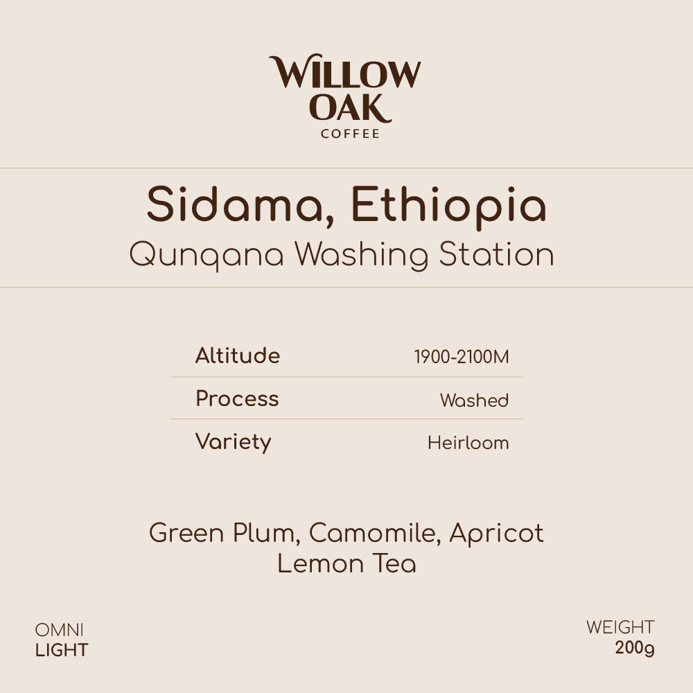 Qunqana, Sidama, Ethiopia - Qunqana Heirloom | Washed